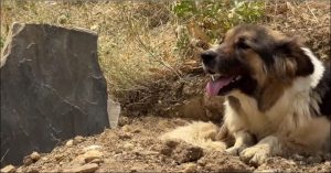 Sahibinin mezarının başından ayrılmayan köpeği bakın kim sahiplendi! Sezen Aksu ve Haluk Levent detayı dikkat çekti!