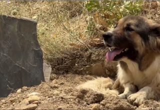 Sahibinin mezarının başından ayrılmayan köpeği bakın kim sahiplendi! Sezen Aksu ve Haluk Levent detayı dikkat çekti!